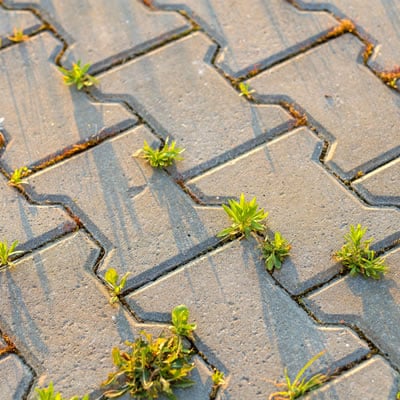 weeds in pavers